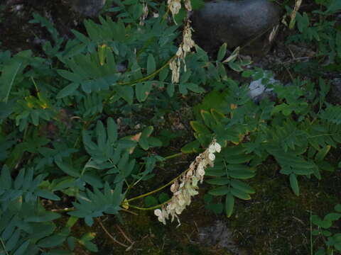 Image of white sweetvetch