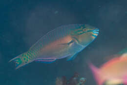 Image of Chameleon parrotfish