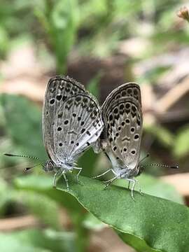 Image of Pseudozizeeria maha okinawana (Matsumura 1929)