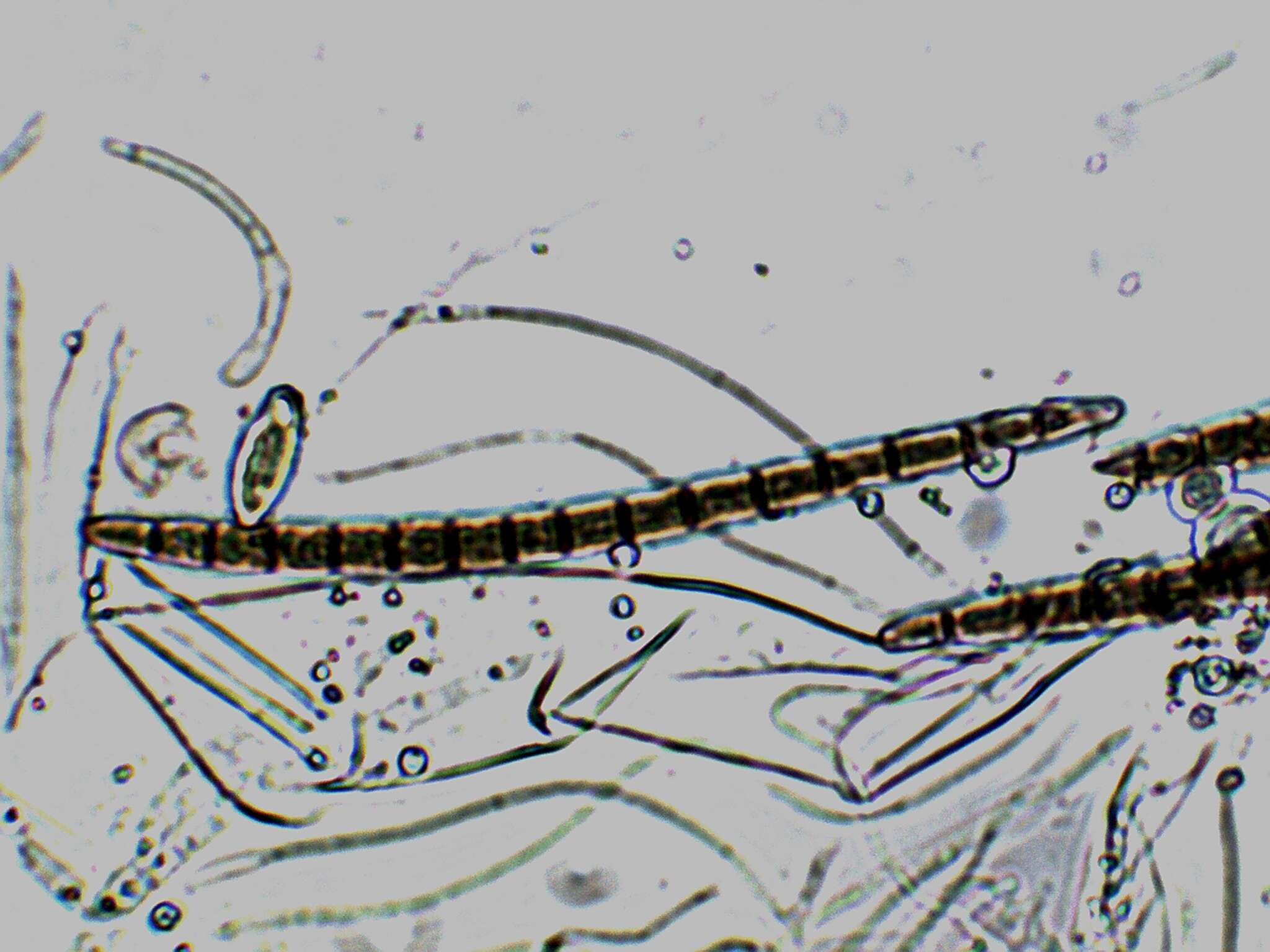 Image of Geoglossum difforme Fr. 1815