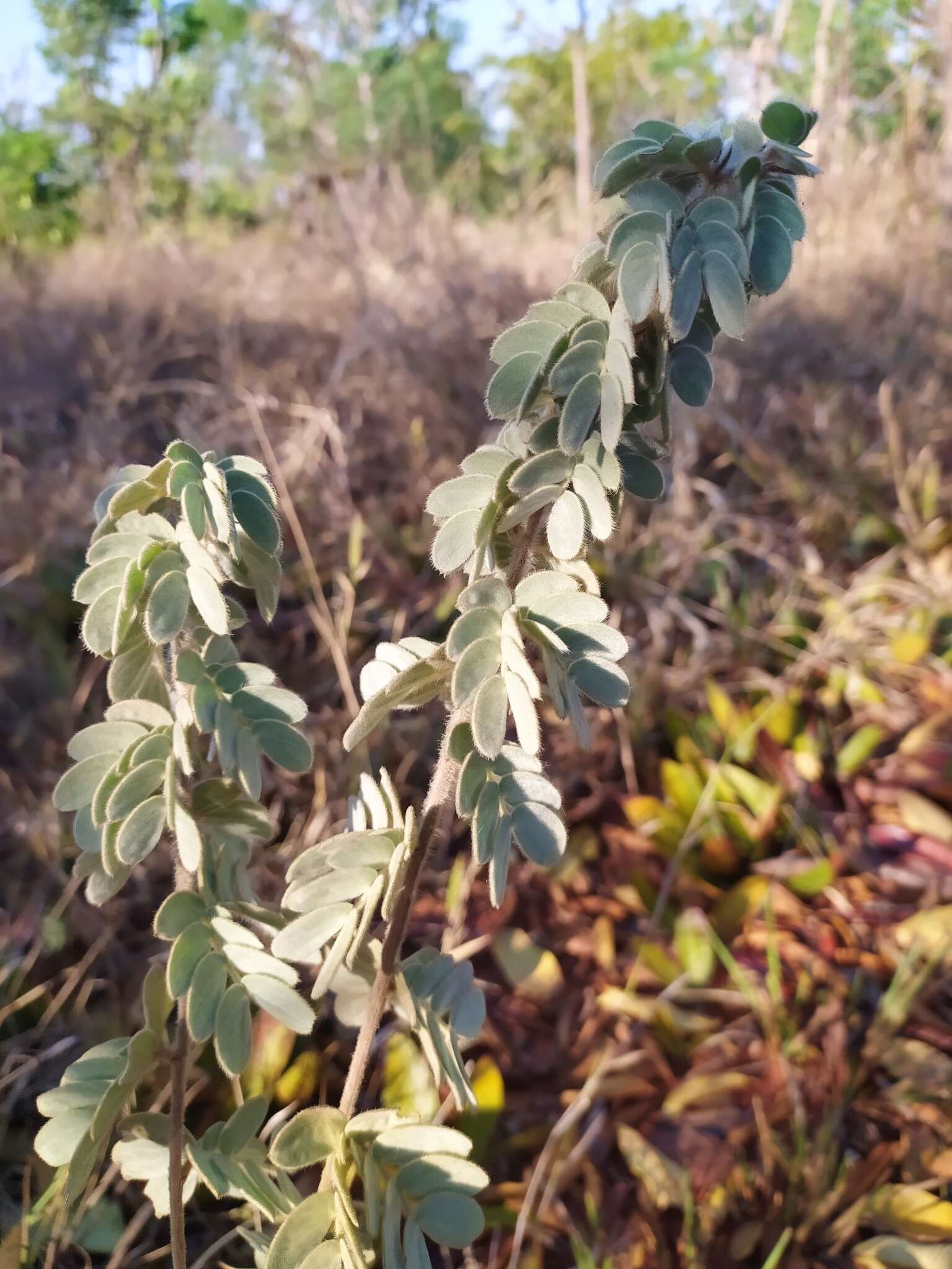 Image of Mimosa lanuginosa Burkart