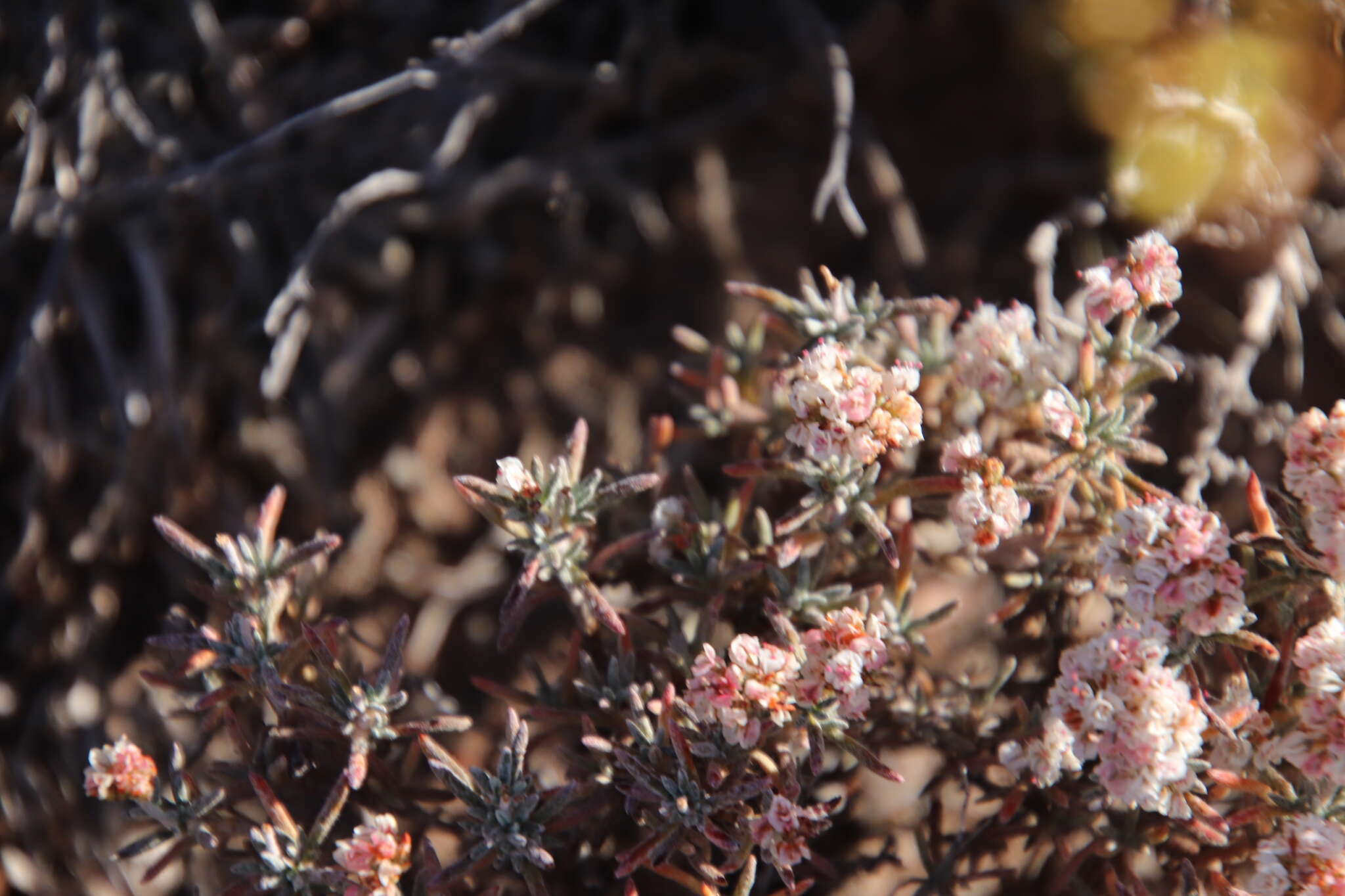 Image of Yavapai County buckwheat