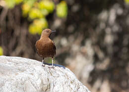 Image of Brown Dipper