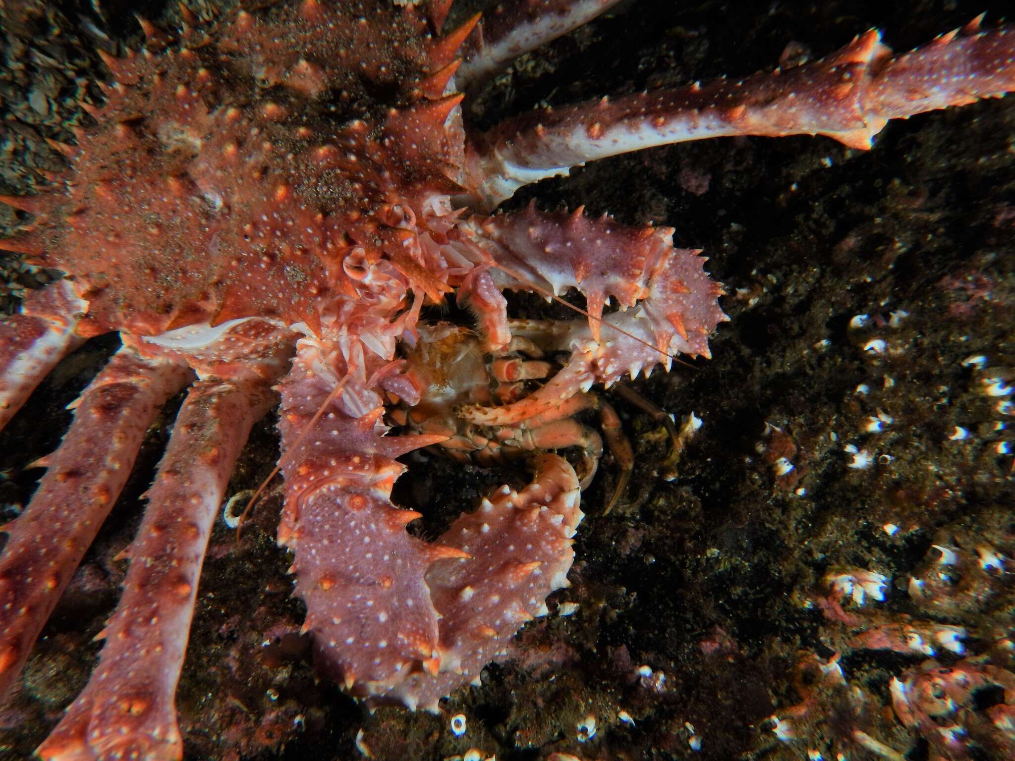 Image de crabe royal de roche