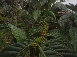 Image of robusta coffee