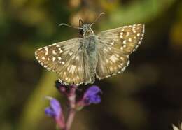 Image of oberthürs grizzled skipper