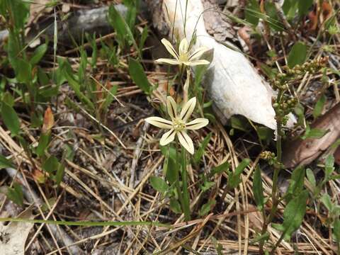 Слика од Triteleia ixioides subsp. scabra (Greene) L. W. Lenz