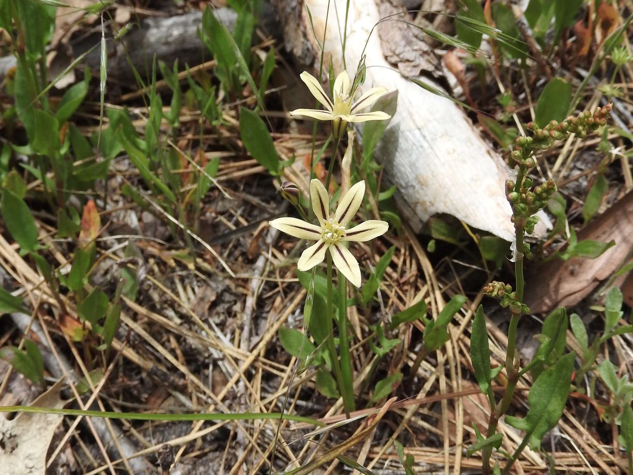 Sivun Triteleia ixioides subsp. scabra (Greene) L. W. Lenz kuva