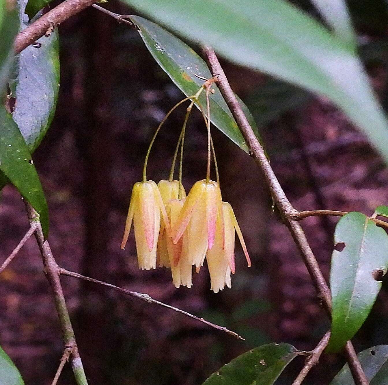 Sivun Aceratium megalospermum (F. Müll.) van Balg. kuva