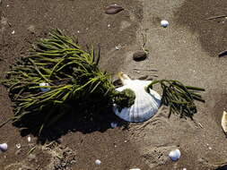 Image of New Zealand scallop