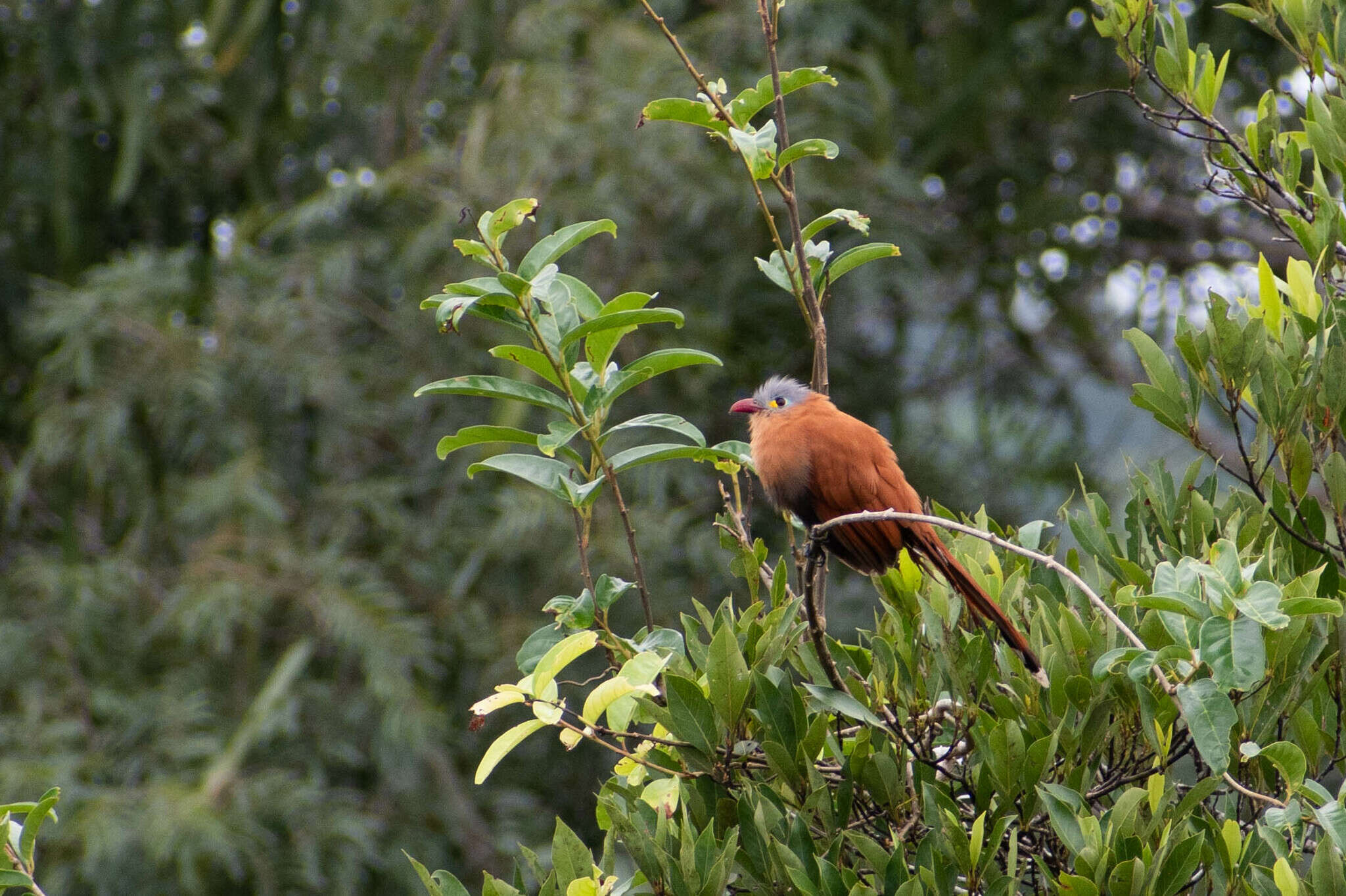 Image of Black-bellied Cuckoo