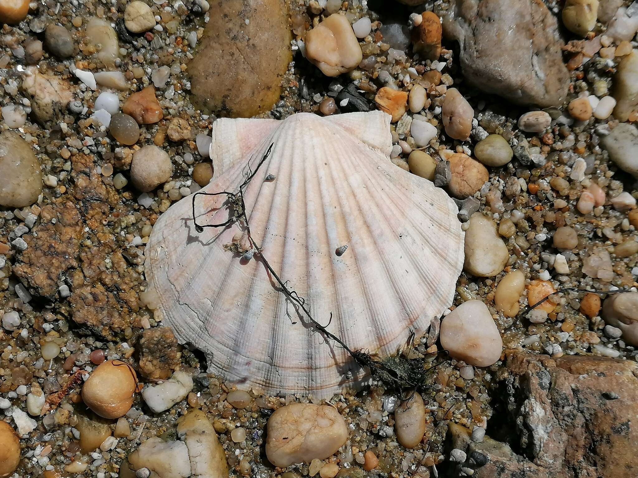 Image of Great Atlantic scallop