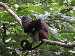 Image of Black-mantled tamarin