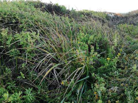 Imagem de Carex clavata Thunb.