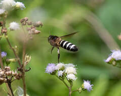 Image of Apis dorsata breviligula (Maa 1953)