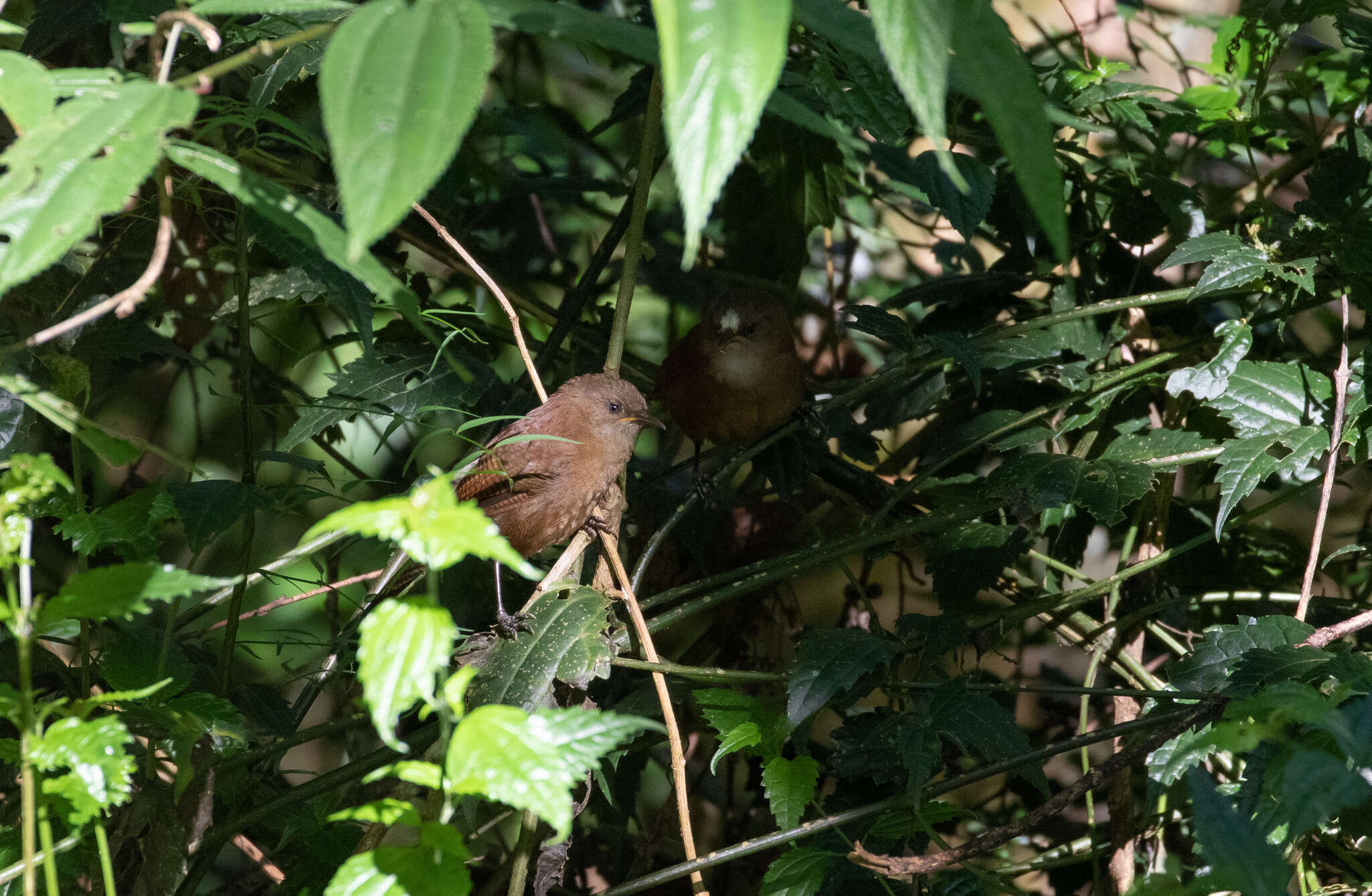 Image of Sepia-brown Wren