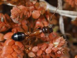 Image of Camponotus nylanderi Emery 1921