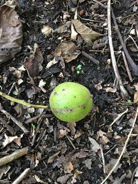 Image of Juglans ailanthifolia Carr.