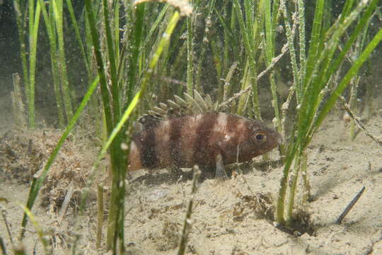 Imagem de Serranus hepatus (Linnaeus 1758)