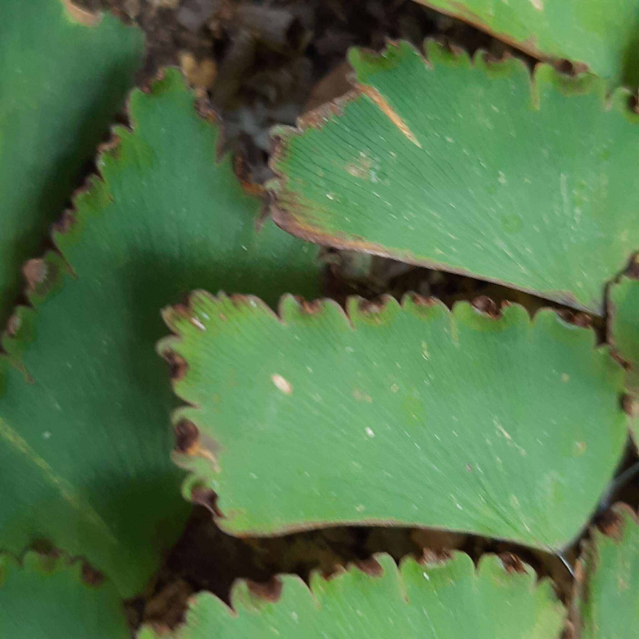 Image of Adiantum mathewsianum Hook.