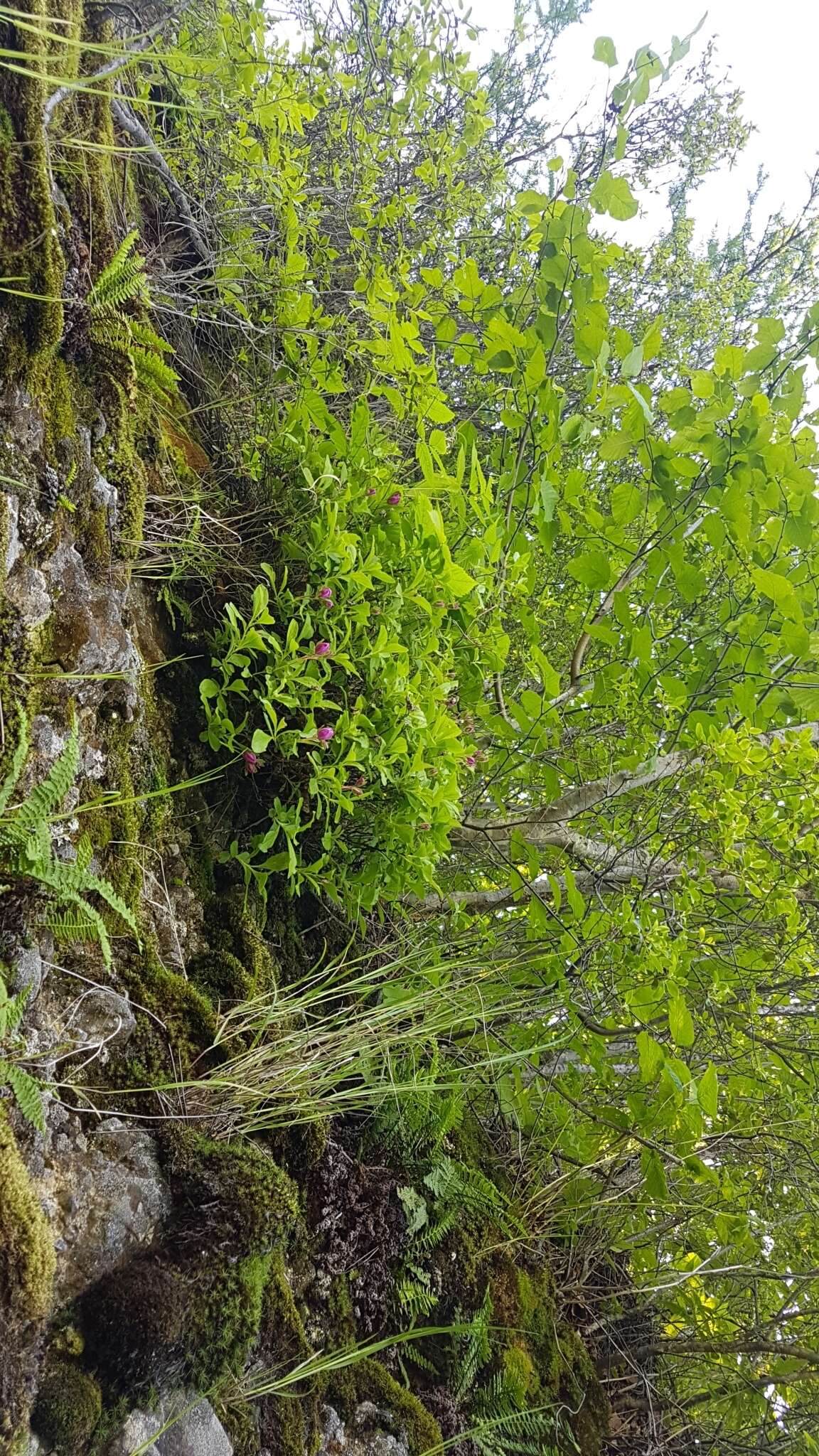 Слика од Rhododendron redowskianum Maxim.