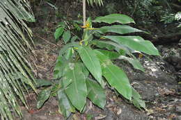 Image de Heliconia lutea W. J. Kress