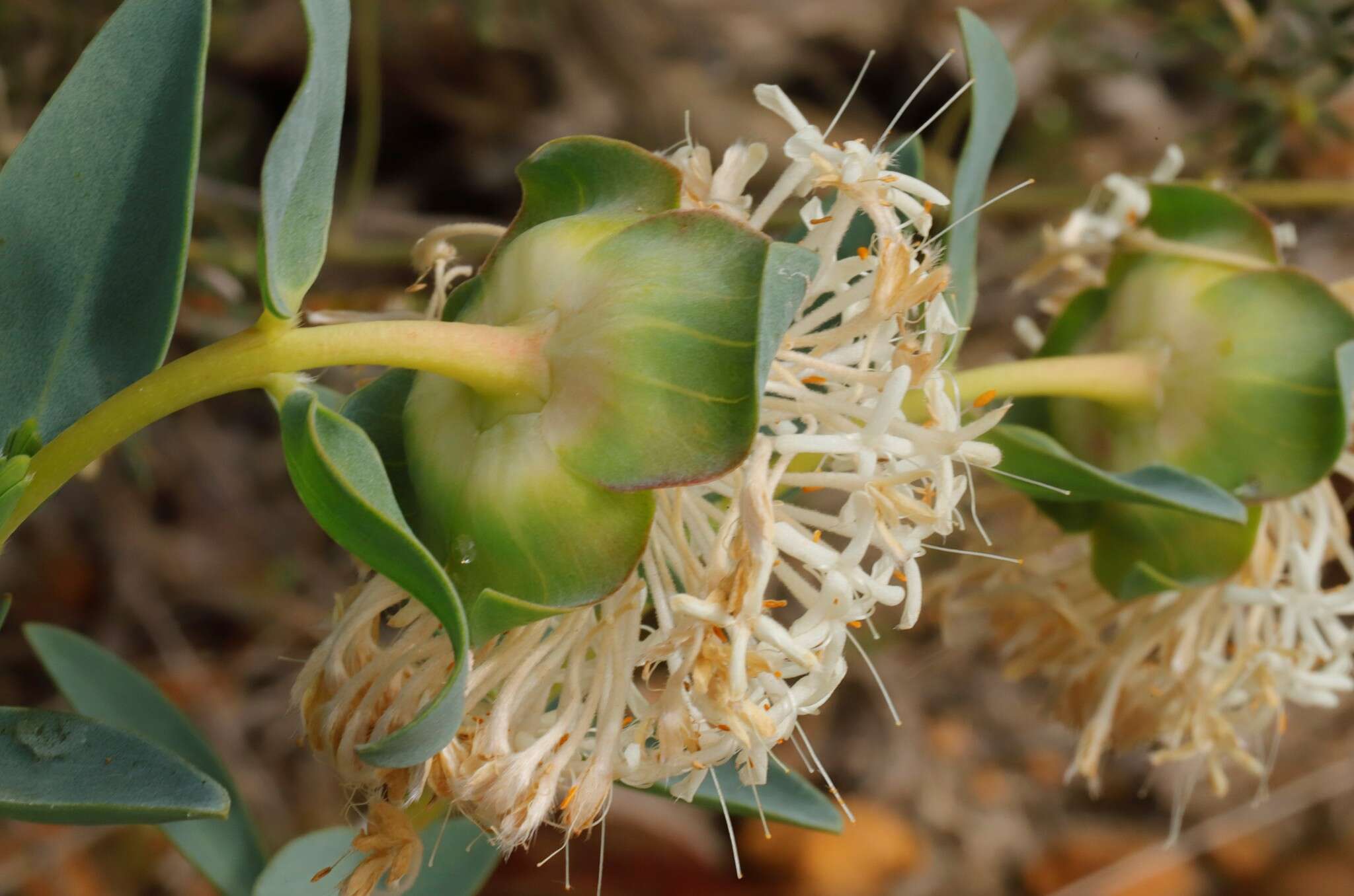 Image of Pimelea floribunda Meissn.