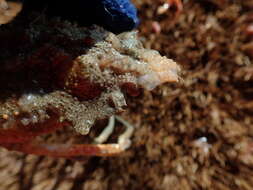Image of Pacific lyre crab