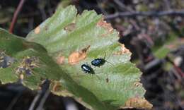 Image of Alder Flea Beetle