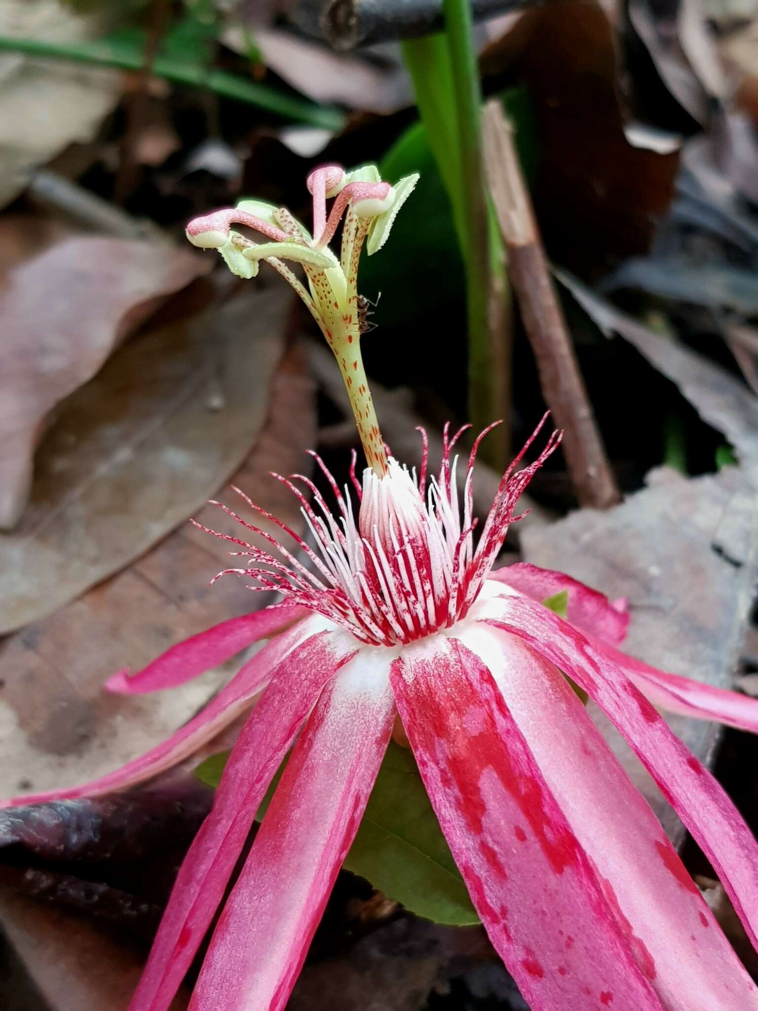 Image of Passiflora quadriglandulosa Rodschied