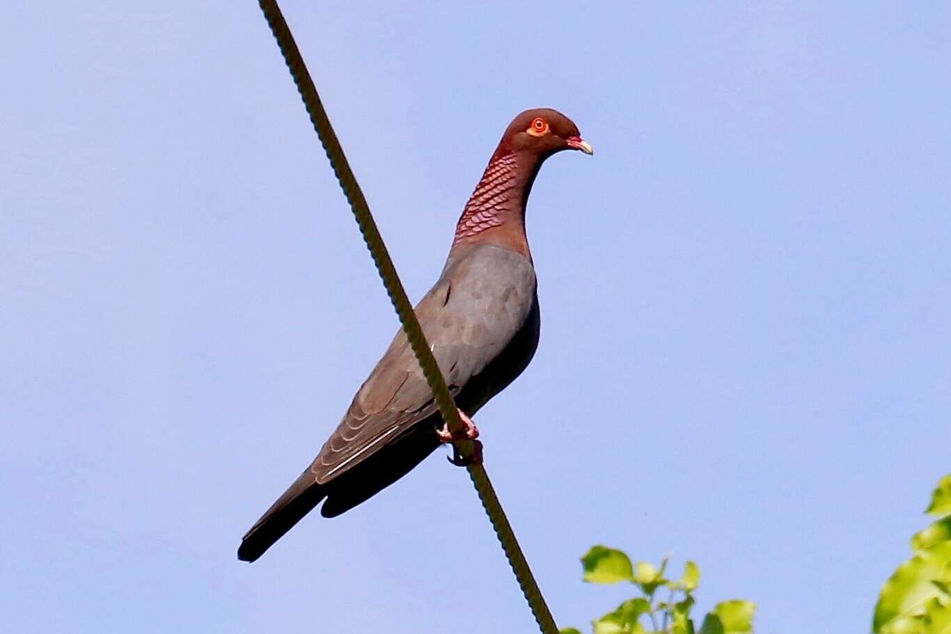 Image of Scaly-naped Pigeon