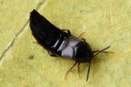 Image of Aleochara (Xenochara) brevipennis Gravenhorst 1806