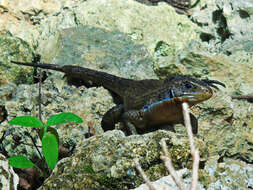 Image of Great Plated Lizard