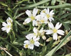 Imagem de Cerastium arvense subsp. strictum (L.) Gaudin