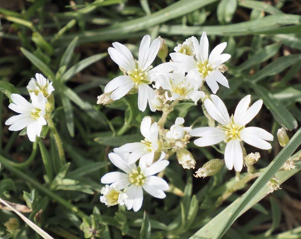 Imagem de Cerastium arvense subsp. strictum (L.) Gaudin