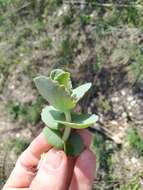 Image of Hylotelephium caucasicum (Grossh.) H. Ohba