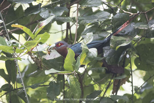 Image of Chestnut-breasted Malkoha