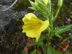 Image of Oenothera cambrica K. Rostanski