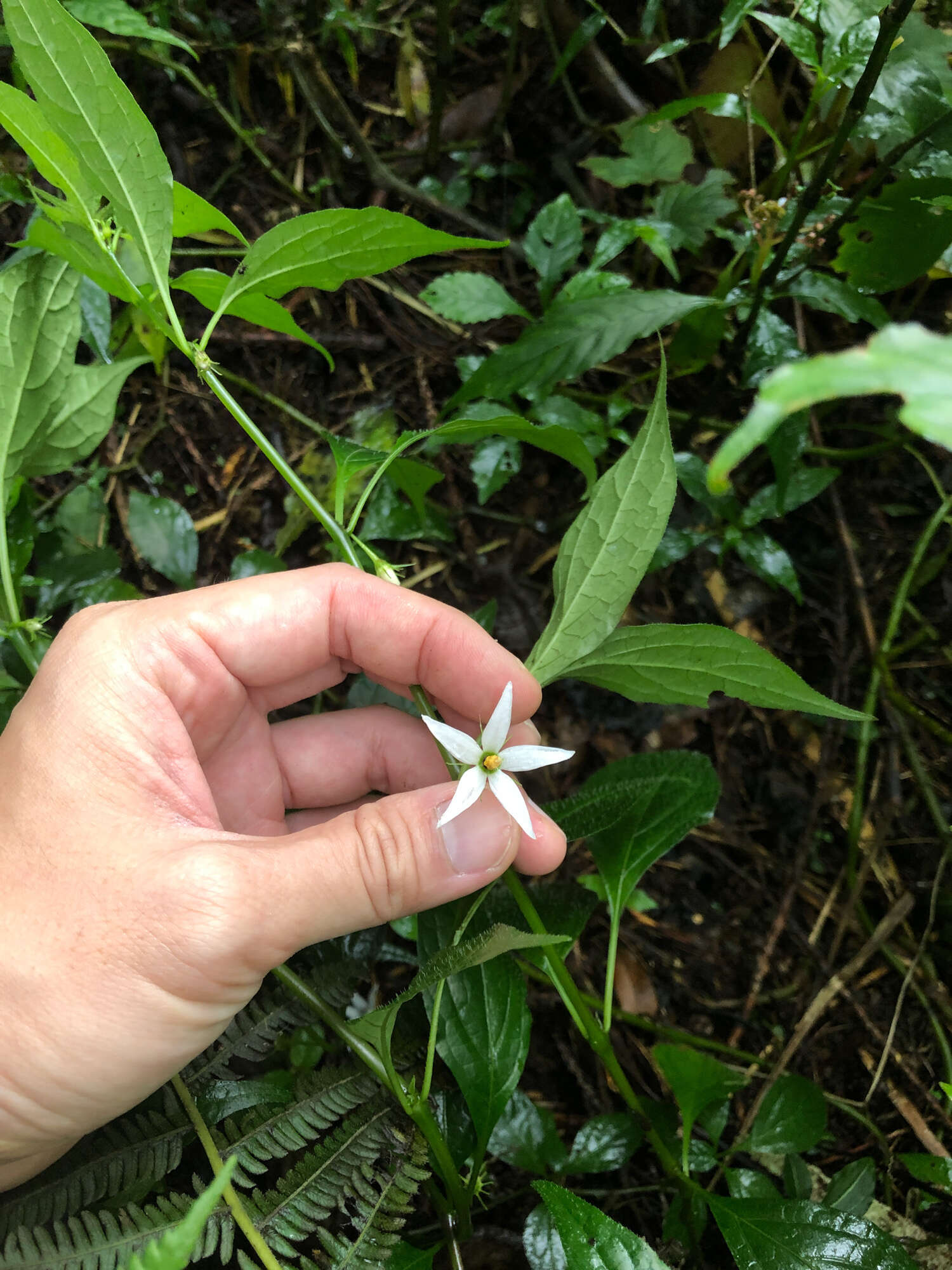 Image of Lycianthes lysimachioides (Wall.) Bitter