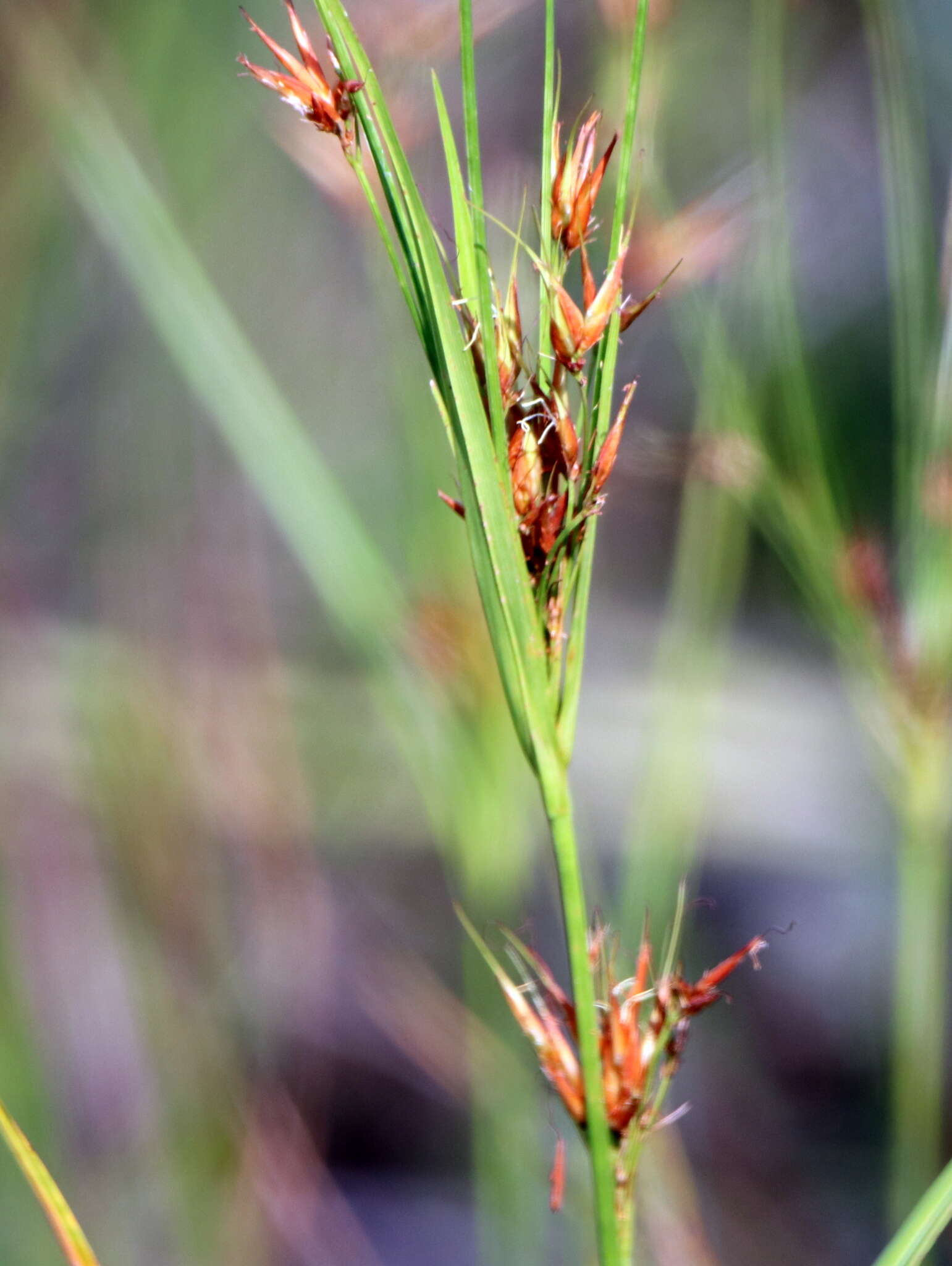 Image of Short-Bristle Horned Beak Sedge