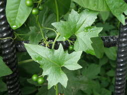 Image of white bryony