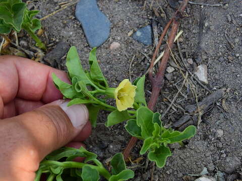 Physalis viscosa L. resmi