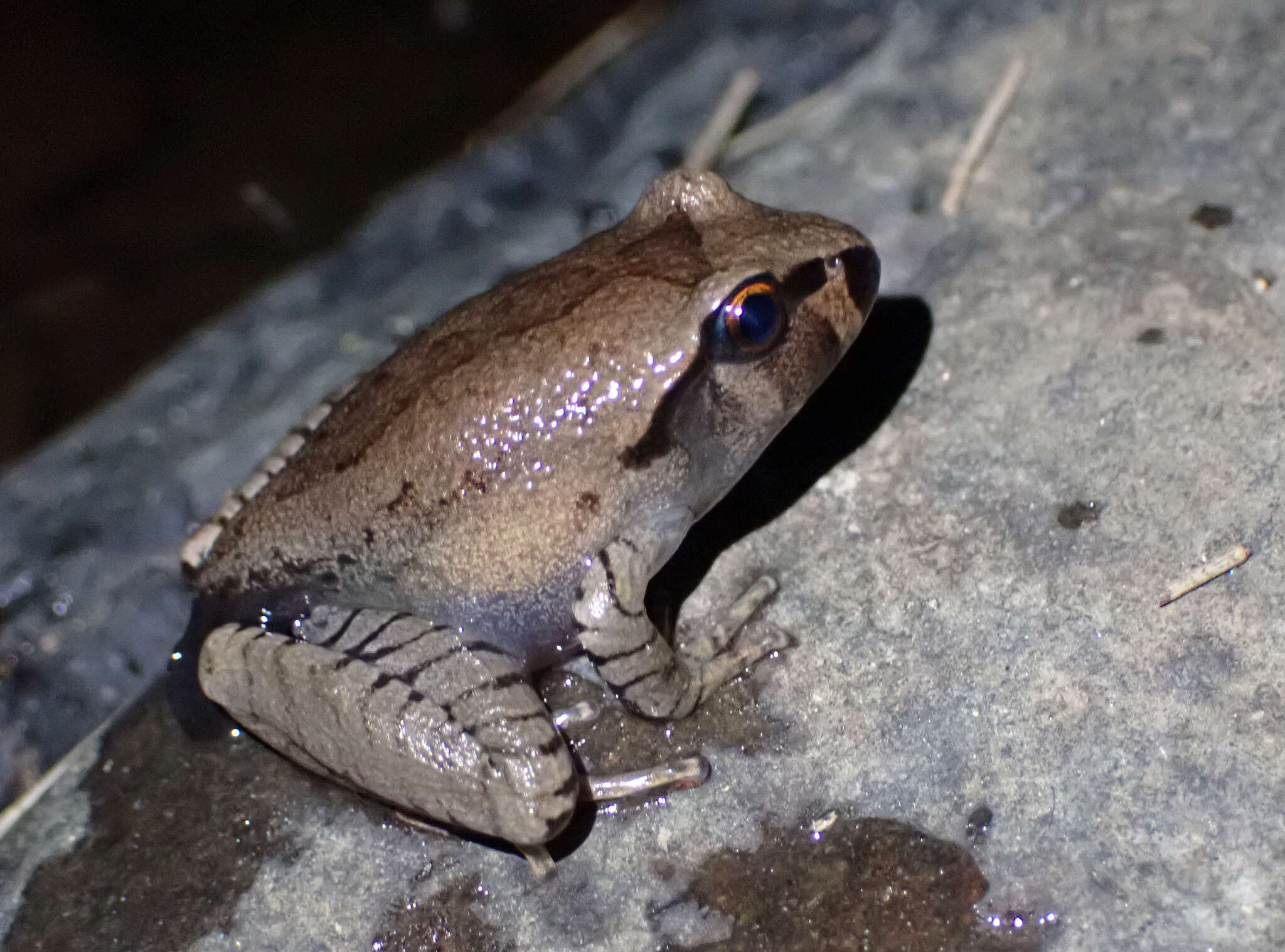 Image of Fleay’s Barred-frog