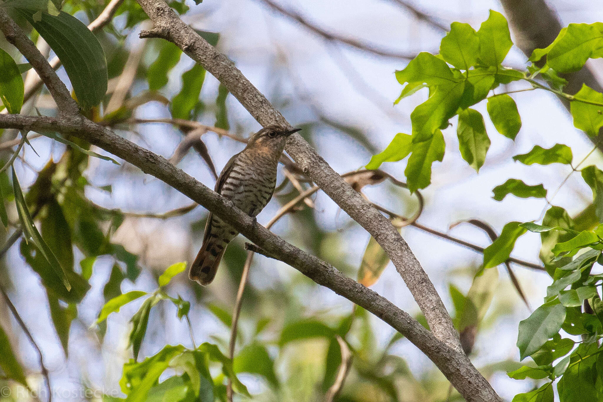 Image of Little Bronze Cuckoo