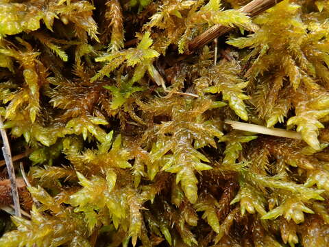 Image of entodon moss