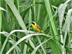 Image de Paruline à couronne jaune