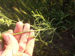 Image of Stachys atherocalyx K. Koch