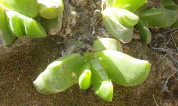 Image of Glottiphyllum depressum (Haw.) N. E. Br.