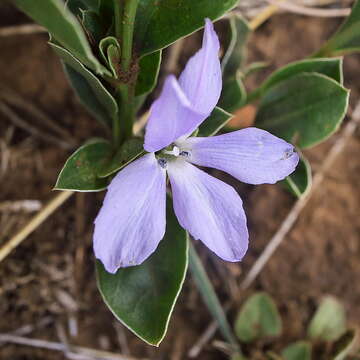 Barleria argillicola Oberm.的圖片