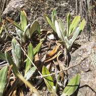 Robinsonecio gerberifolius (Sch. Bip.) T. M. Barkley & J. P. Janovec resmi